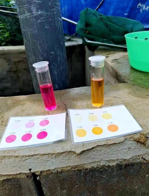 龍魚腹水最忌三種東西，龍魚腹水三大“最忌”
