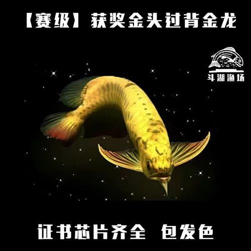 有哪些品牌的金龍魚幼苗值得購買，哪些品牌的金龍魚幼苗值得購買