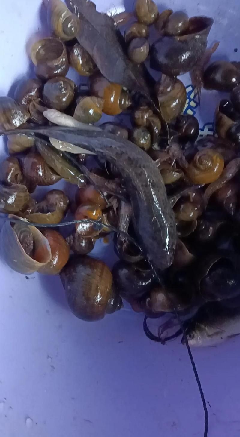 雷龍魚的功效與作用，雷龍魚是一種生活在淡水中的肉食性魚類，雷龍魚的功效與作用