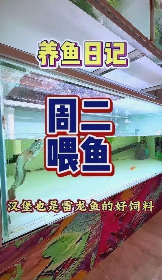 雷龍魚的功效與作用，雷龍魚是一種生活在淡水中的肉食性魚類，雷龍魚的功效與作用