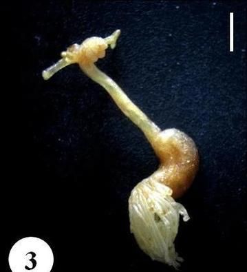 如何識別魚虱寄生，如何識別魚虱寄生思考完成如何識別魚虱寄生思考完成