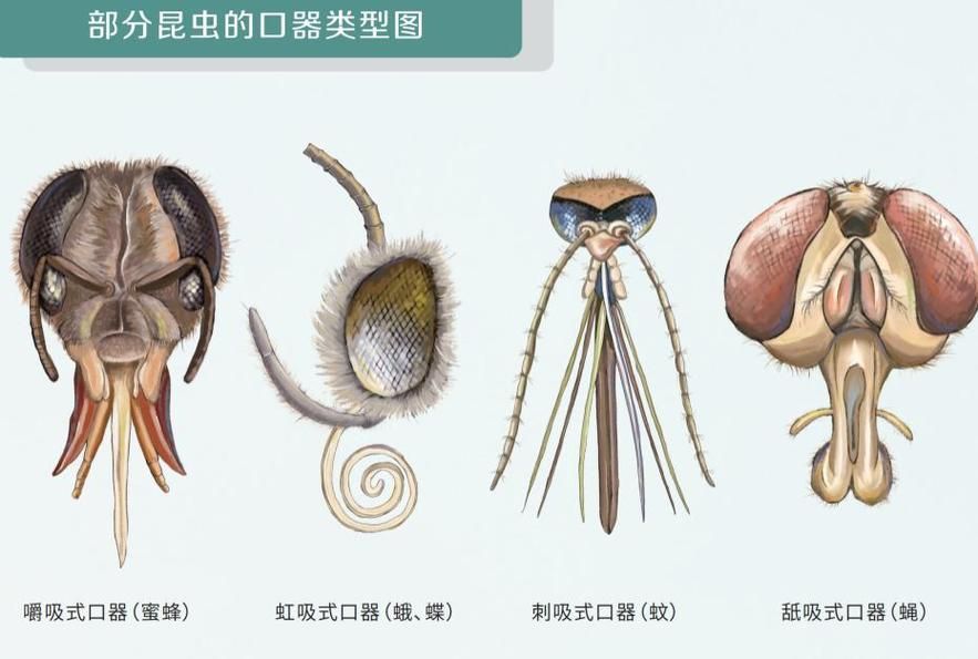 如何識別魚虱寄生，如何識別魚虱寄生思考完成如何識別魚虱寄生思考完成