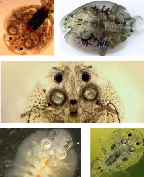如何識別魚虱寄生，如何識別魚虱寄生思考完成如何識別魚虱寄生思考完成