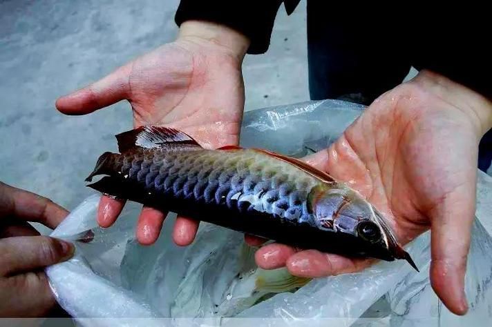 龍魚須子再生后如何保養，龍魚須子再生后如何保養龍魚須子再生后如何保養