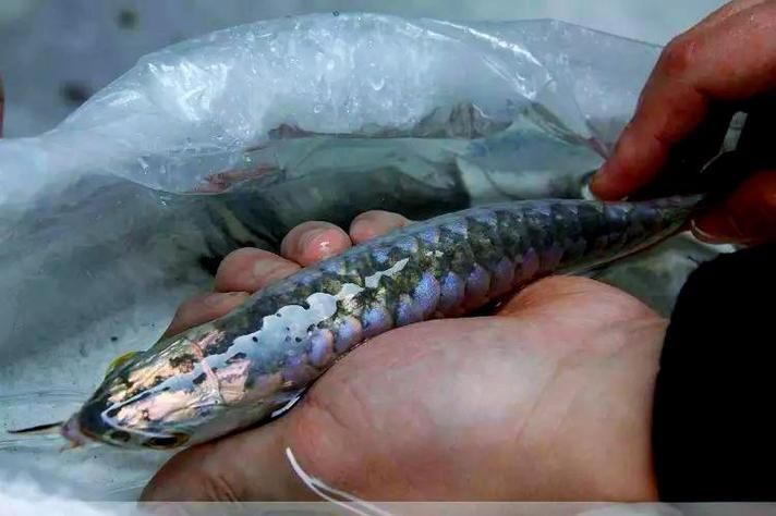 龍魚須子再生后如何保養，龍魚須子再生后如何保養龍魚須子再生后如何保養