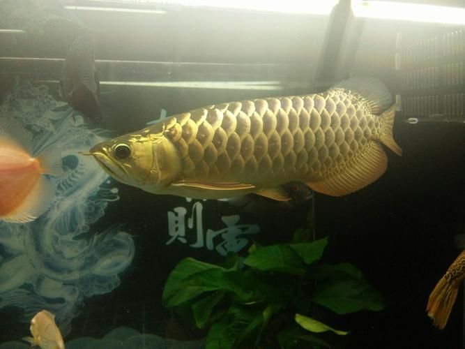 立達龍魚的成活率高嗎？，立達龍魚的成活率