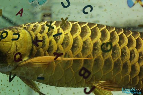 立達龍魚的成活率高嗎？，立達龍魚的成活率