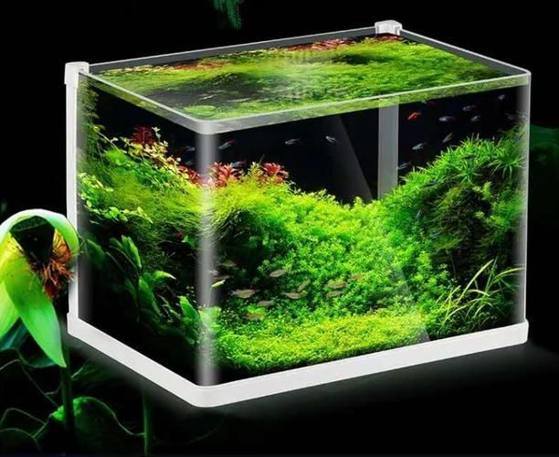 彩鰈和博特哪個(gè)更好？，彩鰈與博特的區(qū)別