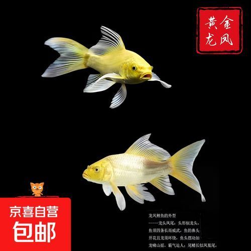 龍鳳錦鯉的價(jià)格是多少，龍鳳錦鯉價(jià)格是多少
