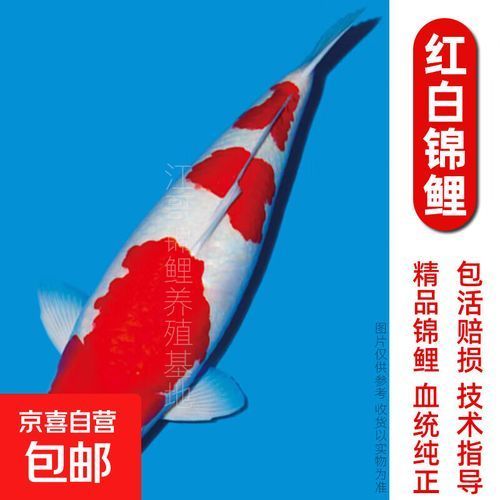 龍鳳錦鯉的價(jià)格是多少，龍鳳錦鯉價(jià)格是多少