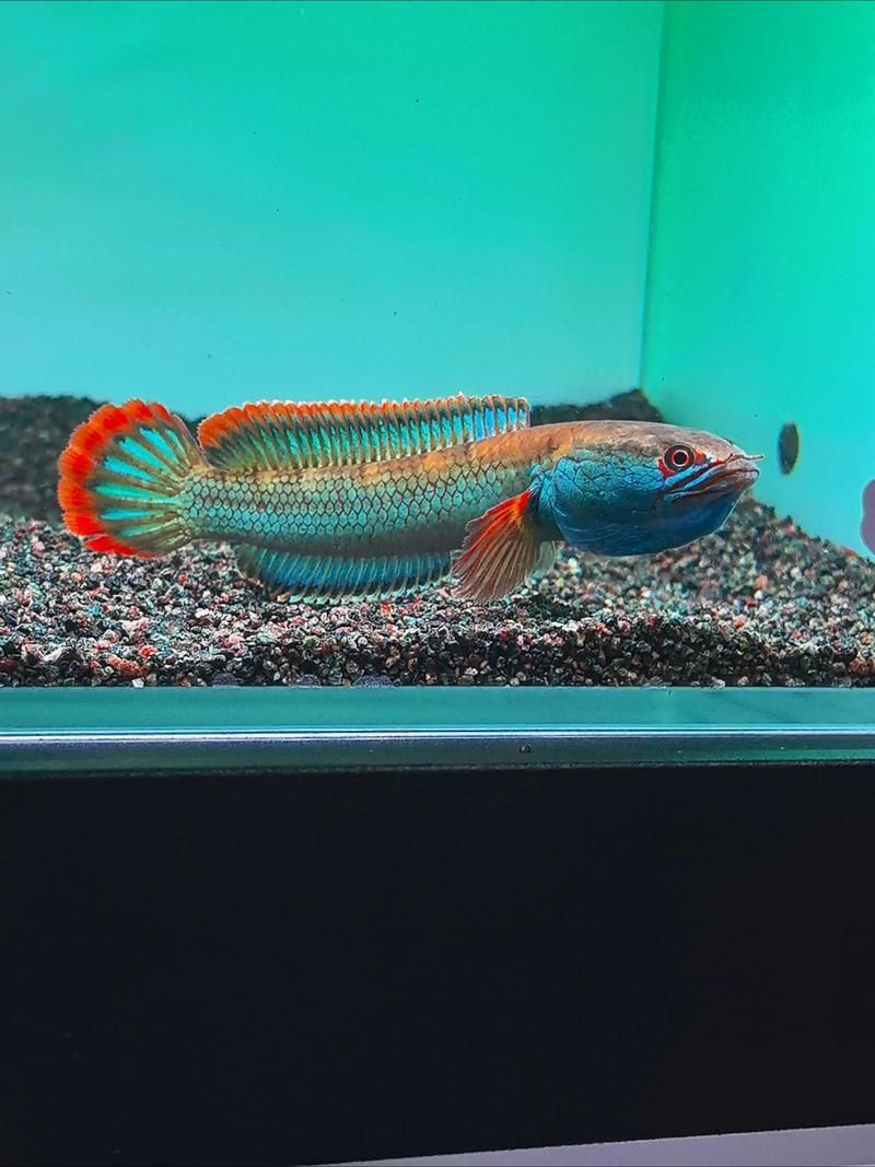 給我一些關(guān)于雷龍魚的照片，雷龍魚新手飼養(yǎng)指南