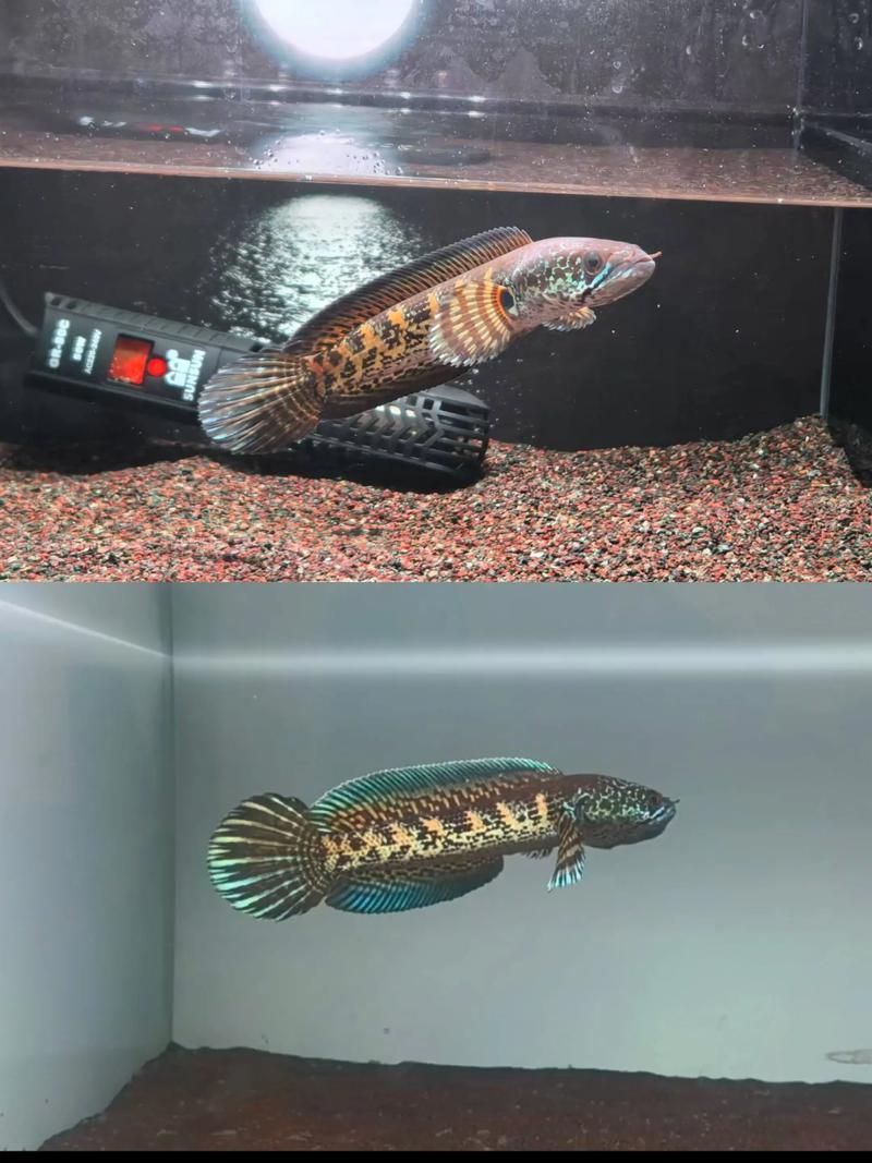 給我一些關(guān)于雷龍魚的照片，雷龍魚新手飼養(yǎng)指南