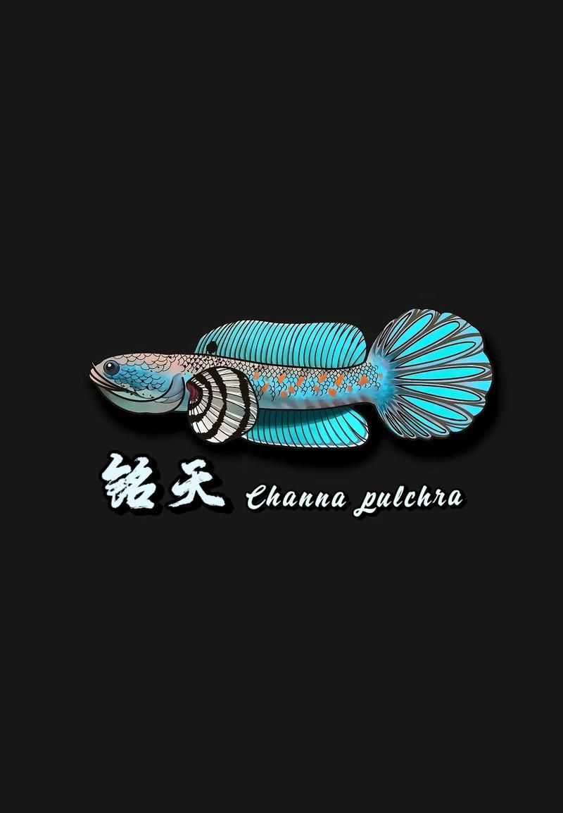 給我一些關(guān)于雷龍魚的照片，雷龍魚新手飼養(yǎng)指南