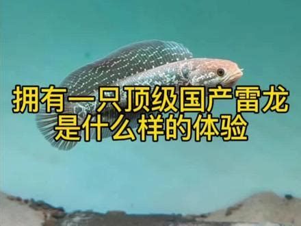 詳解（1000字和配圖）巴婁龍魚的繁殖方法是什么？，巴婁龍魚的繁殖方法是什么巴卡雷龍魚的繁殖方法是什么