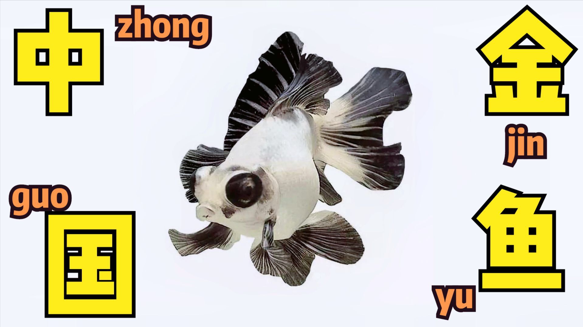 蝶尾金魚的飼養方法