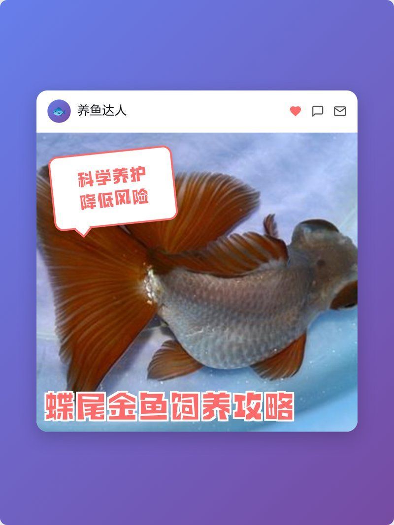 蝶尾金魚的飼養方法