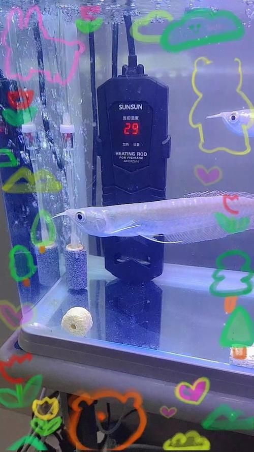 給我推薦一些適合初學者的龍魚苗品種，適合初學者的龍魚品種介紹