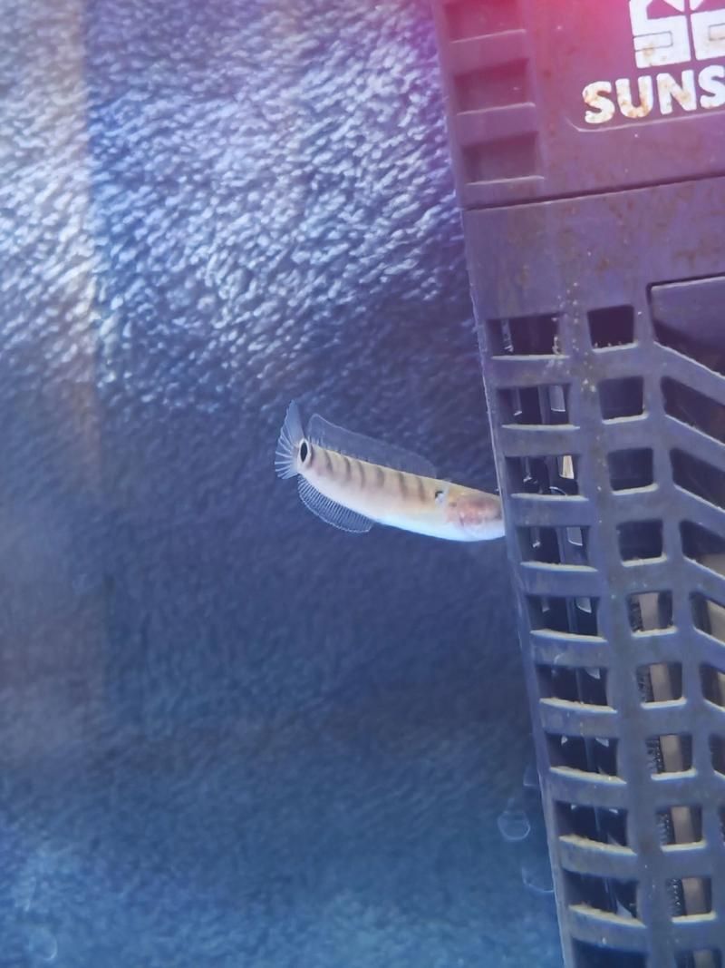 給我推薦一些適合初學者的龍魚苗品種，適合初學者的龍魚品種介紹