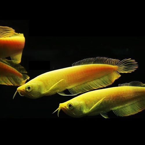 給我推薦一些適合初學者的龍魚苗品種，適合初學者的龍魚品種介紹