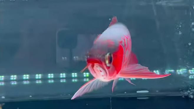 如何判斷超血紅龍魚的品相，如何判斷一條超血紅龍魚的品相