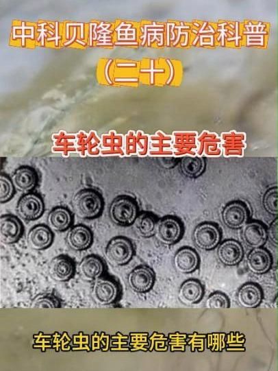 車輪蟲和錨頭蚤哪個更危險，車輪蟲和錨頭蚤哪個更危險，