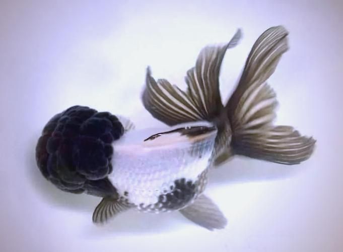 觀賞魚品種介紹大全，觀賞魚品種介紹大全，無需執(zhí)行代碼任務(wù)