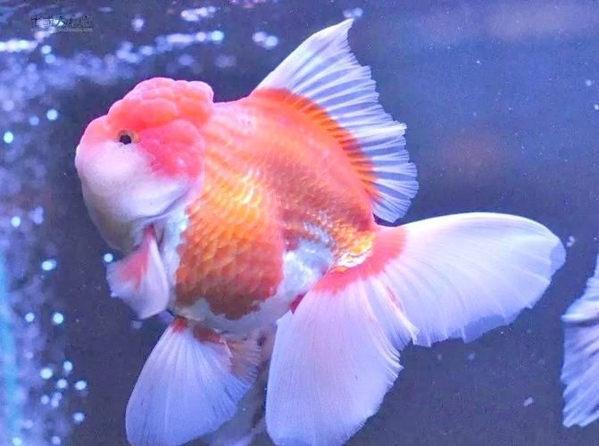 觀賞魚品種介紹大全，觀賞魚品種介紹大全，無需執行代碼任務