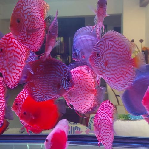觀賞魚品種介紹大全，觀賞魚品種介紹大全，無需執行代碼任務