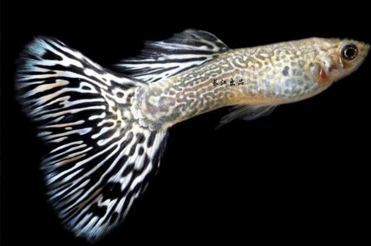 觀賞魚品種介紹大全，觀賞魚品種介紹大全，無需執行代碼任務