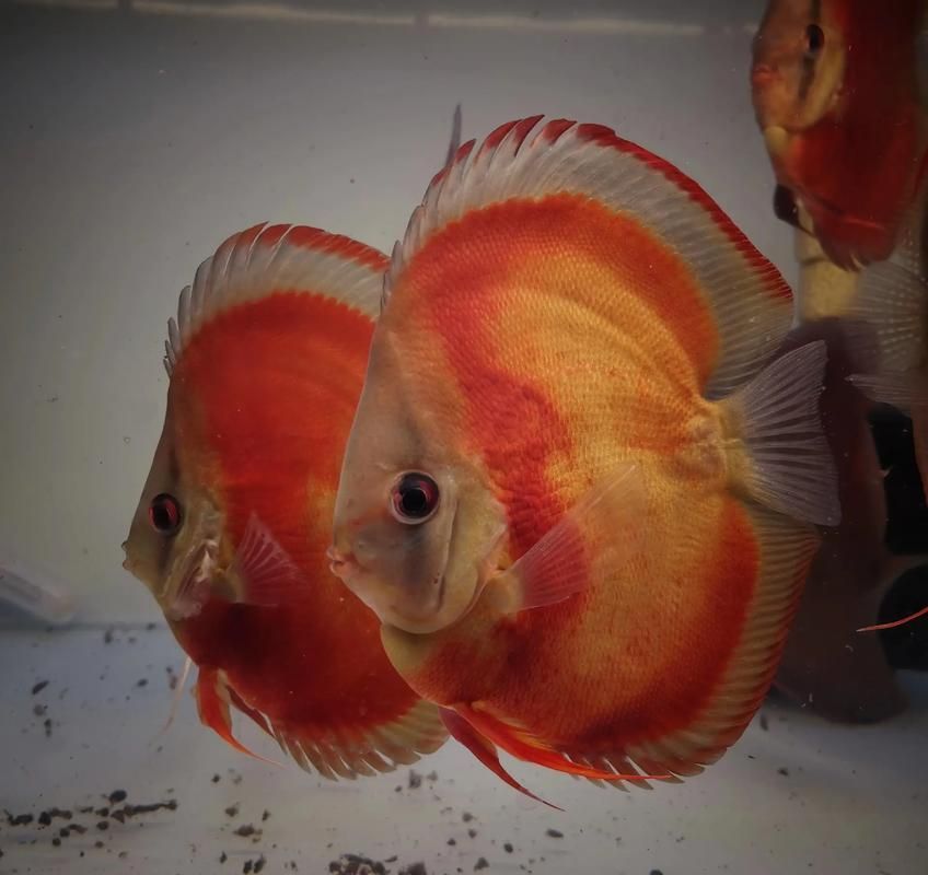 觀賞魚品種介紹大全，觀賞魚品種介紹大全，無需執行代碼任務