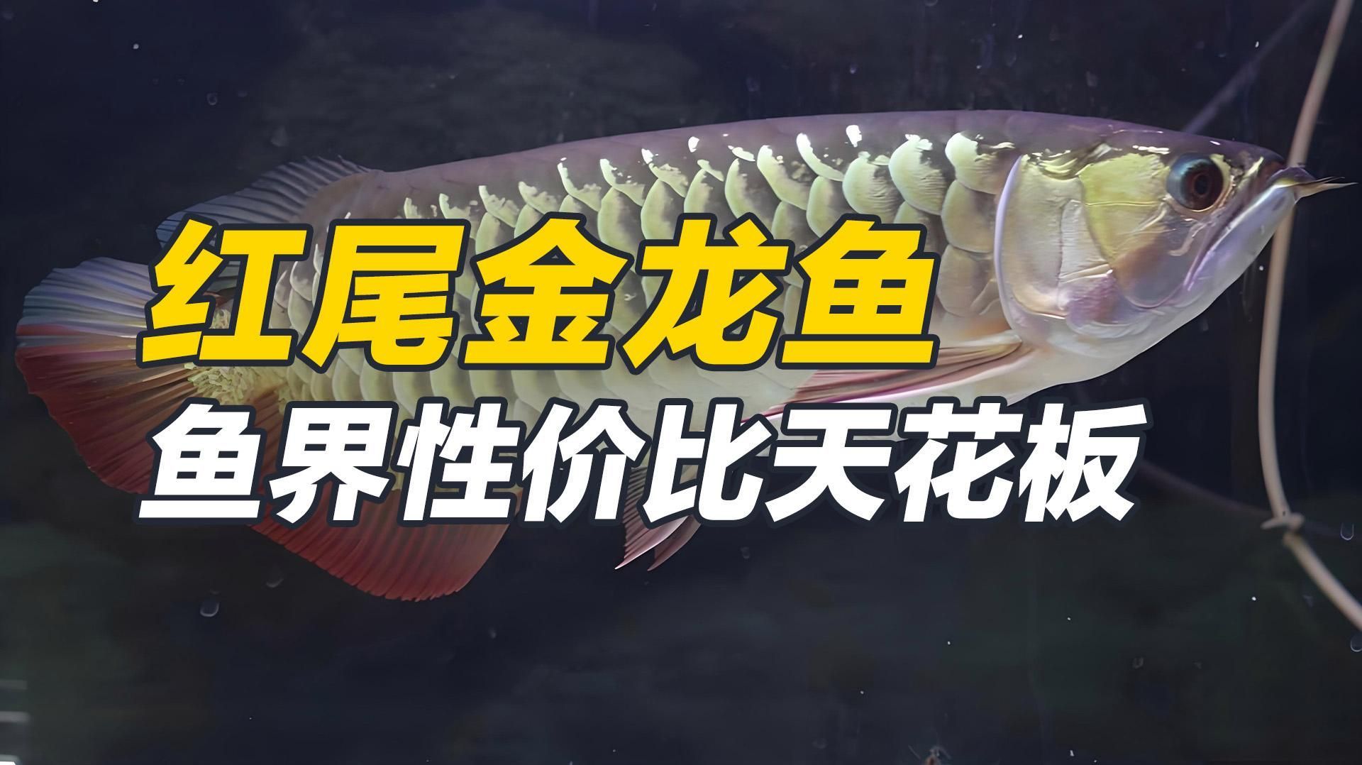 給我推薦一些適合新手養的金龍魚