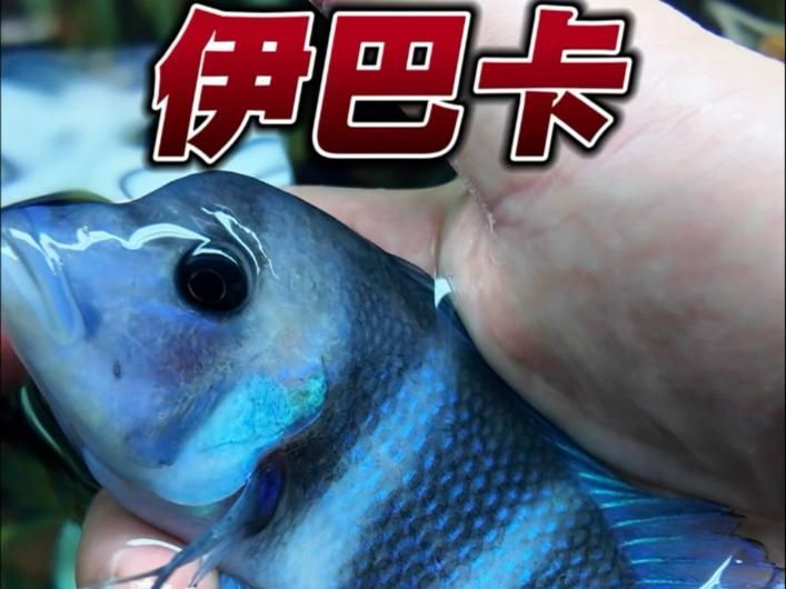 如何判斷龍魚與配魚是否兼容？，如何判斷祥龍魚場的真實性？