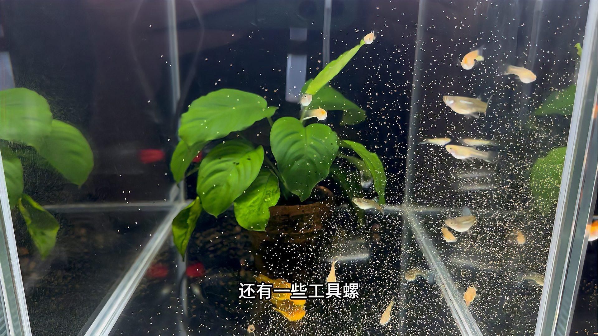 有哪些觀賞魚容易得腹水，哪些觀賞魚容易得腹水