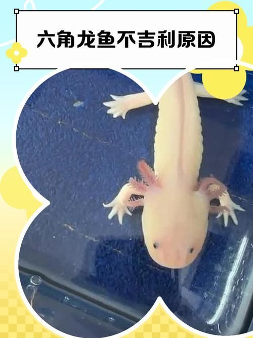 六角龍魚幼魚如何管理，六角龍魚幼魚如何管理，用戶要求詳解