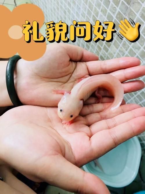六角龍魚幼魚如何管理，六角龍魚幼魚如何管理，用戶要求詳解