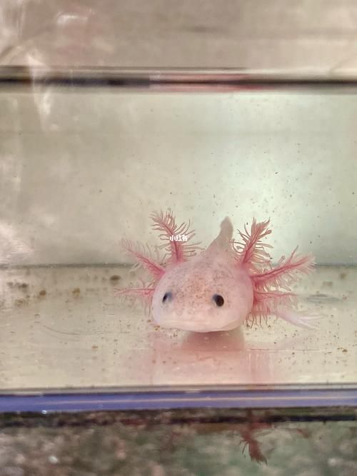 六角龍魚幼魚如何管理，六角龍魚幼魚如何管理，用戶要求詳解