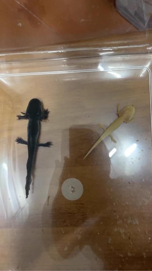 六角龍魚幼魚如何管理，六角龍魚幼魚如何管理，用戶要求詳解