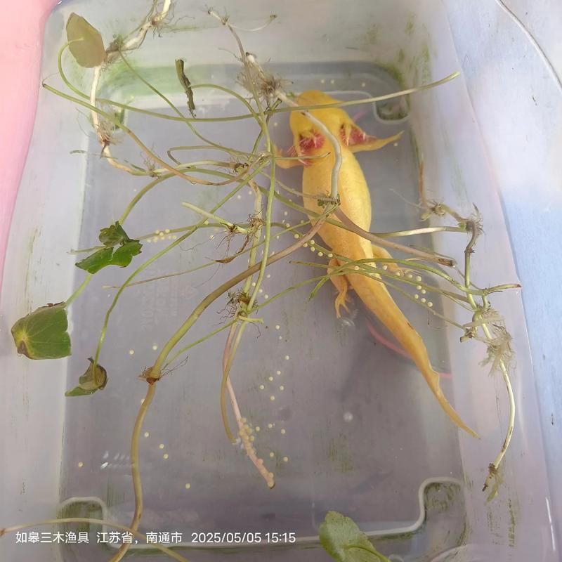 六角龍魚幼魚如何管理，六角龍魚幼魚如何管理，用戶要求詳解