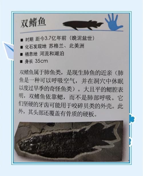 富拉爾基龍魚有哪些獨特特征？