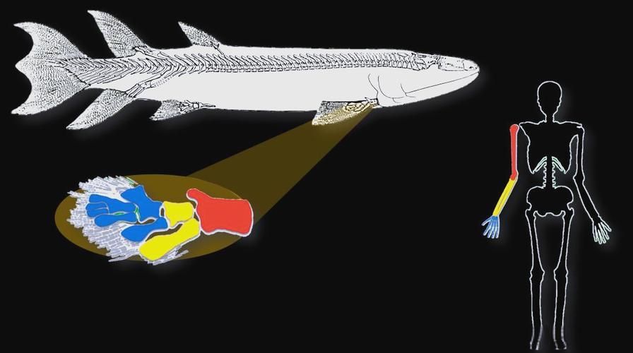 富拉爾基龍魚有哪些獨特特征？