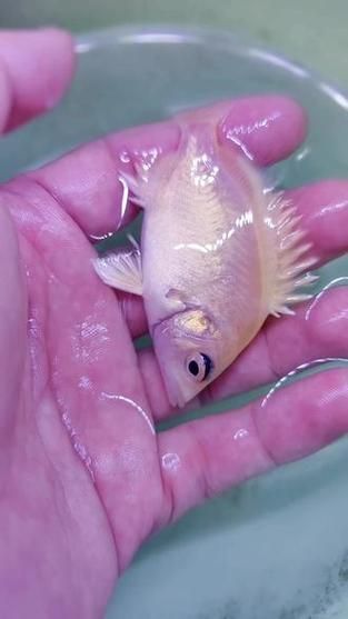 福虎、異型虎魚、純色虎魚哪個最珍貴，福虎、異型虎魚、純色虎魚