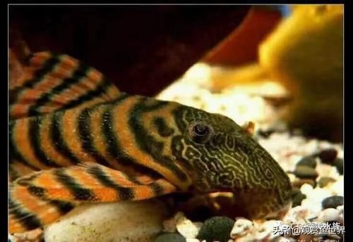 福虎、異型虎魚、純色虎魚哪個最珍貴，福虎、異型虎魚、純色虎魚