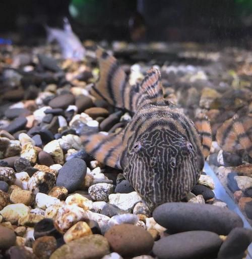 福虎、異型虎魚、純色虎魚哪個最珍貴，福虎、異型虎魚、純色虎魚