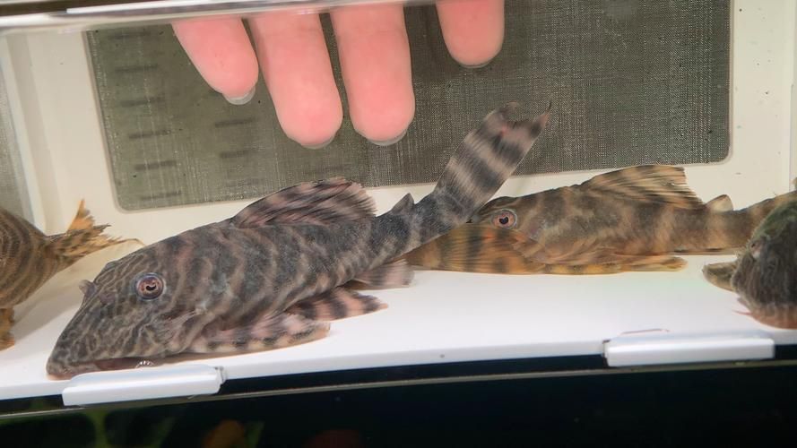 福虎、異型虎魚、純色虎魚哪個最珍貴，福虎、異型虎魚、純色虎魚
