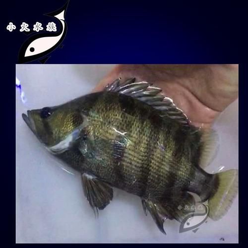 福虎、異型虎魚、純色虎魚哪個最珍貴，福虎、異型虎魚、純色虎魚