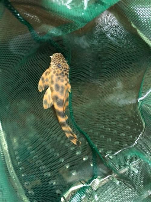 福虎、異型虎魚、純色虎魚哪個最珍貴，福虎、異型虎魚、純色虎魚