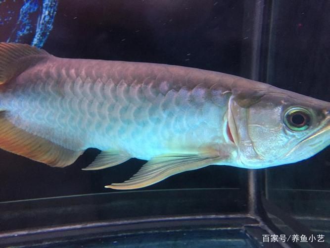 給我一些龍魚翻鰓病的圖片，如何判斷龍魚是否患翻鰓病？