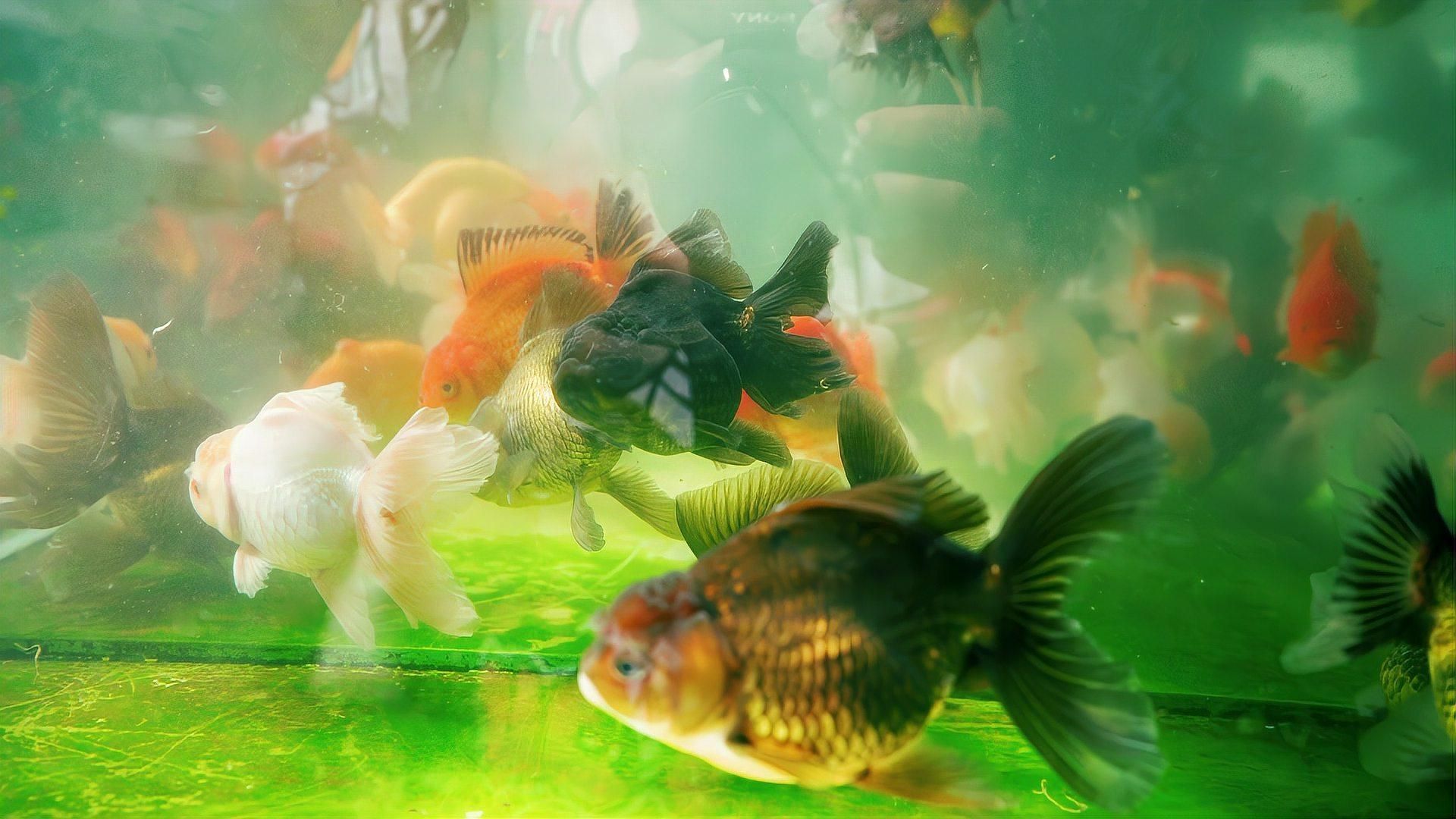 如何判斷魚是否過度喂食，如何判斷觀賞魚吃多了如何處理