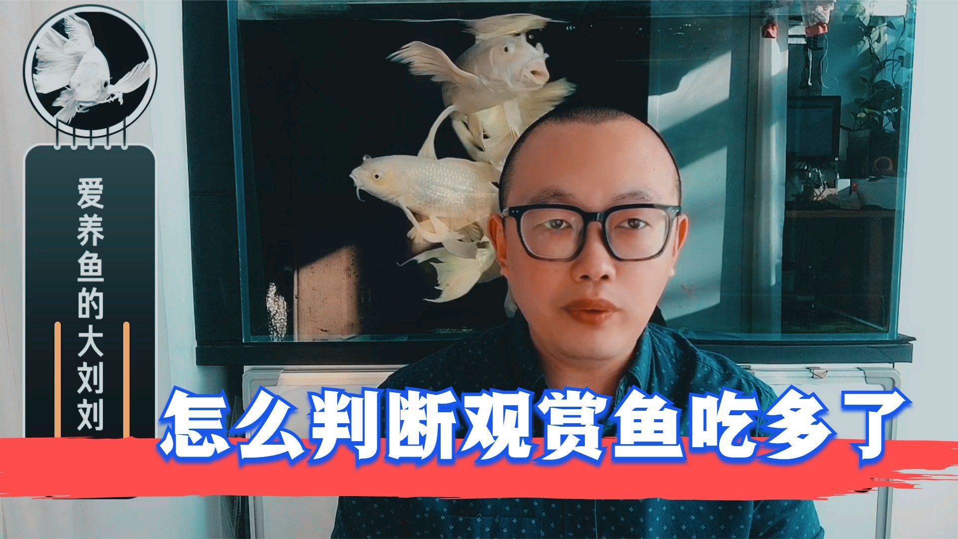 如何判斷魚是否過度喂食，如何判斷觀賞魚吃多了如何處理