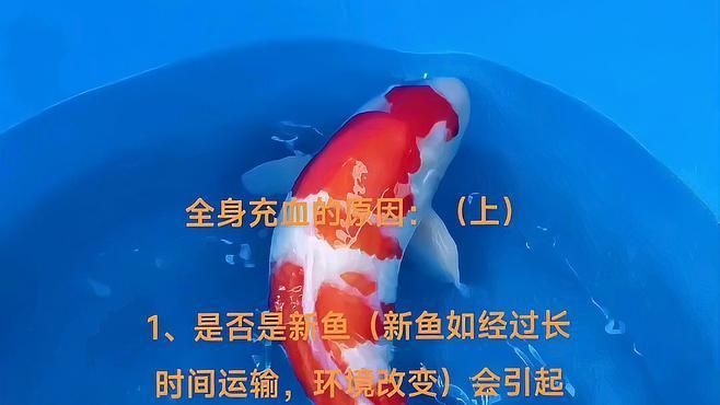 魚身充血怎么治療，魚身充血怎么治療魚身充血是觀賞魚和養殖魚常見健康問題